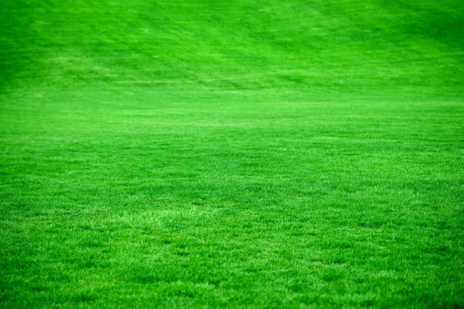 Top Lawn Care Tips for Homeowners